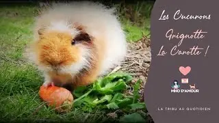 Grignotte la Carotte !