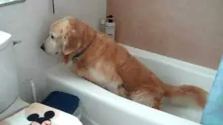 My dog ask for go to toilet on bathtub