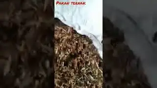 kangkung kering