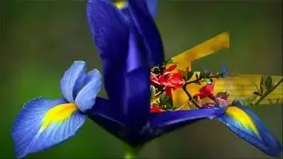 ✿Прозрачные переходы для Proshow Producer