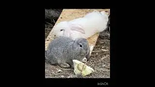 🐰🫶французские барашки 