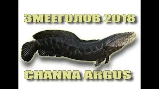 ЗМЕЕГОЛОВ АМУРСКИЙ 2018 Russian Snakehead