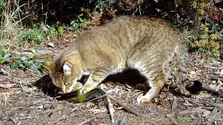 Australia's plan to kill 2 million cats to combat 'extinction crisis'