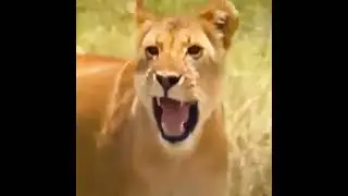 Wildlife | Wild Animal | Virtual Wild safari #wildlife