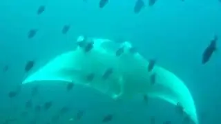 Manta Ray Dancing in Fish Soup at Madivaaru.