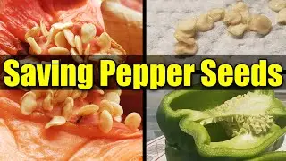 How To Save Pepper Seeds - Garden Quickie Episode 18
