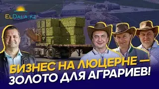 Как зарабатывать на люцерне в Казахстане: себестоимость, оборудование, технология и сбыт | APEHF