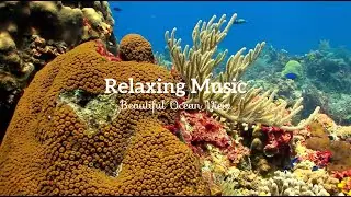 2 Hours of Beautiful Coral Reef Fish, Relaxing Ocean Fish, & Stunning Aquarium Relax Music