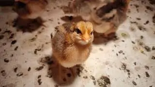 Билефельдеры. Новая семейка...