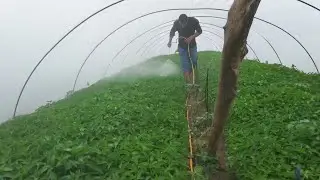 Do-it-yourself Pepper seedling spraying and care