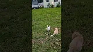 индюк преследует кошку