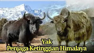 Melangkah di Pegunungan Himalaya: Kisah Tangguhnya Yak