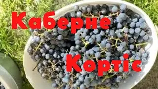 Виноград Каберне кортіс Технічний сорт винограду раннього терміну дозрівання каберне Сілььке життя