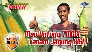 BISI Sahabat Petani: Jagung Manis PRIMA, Memang Istimewa di Bumi Sulawesi