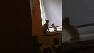 НУ ПОИГРАЙ СО МНОЙ🐈🙏