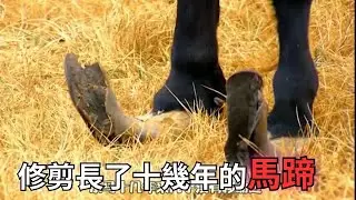 馬蹄上的指甲竟然16年未修剪，居民看不下去決定出手相救