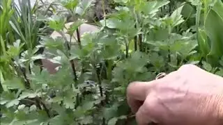 Хризантемы.  Черенкование хризантем.  Посадка черенков.