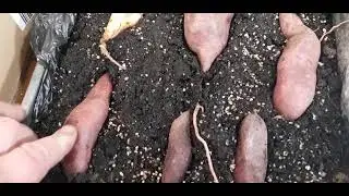 как прорастить батат. зачем проращивать батат