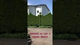 Бабочка из туй