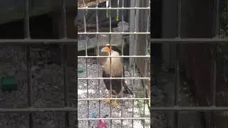 a very sociable brid