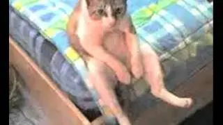 Кот-гопник, Блатной котяра