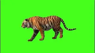 Tiger  green screen free to use #greenscreenanimal #greenscreen #free #tiger