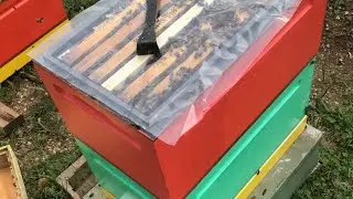 Пчёл в улье битком, разбираю две пчелосемьи с пересадкой в новые улья
