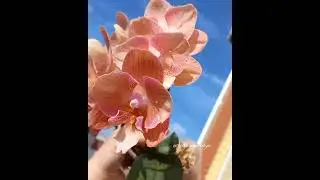 Орхидея I-Hsin yuan Golden beauty Juibo red rose ES. Первое домашнее цветение