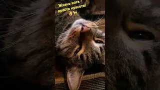 #Жизнь #кота -#просто #красота!👌😄👍🐈