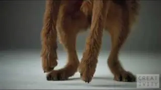 Pedigree Dogs ad shot 1000 FPS using the Phantom camera