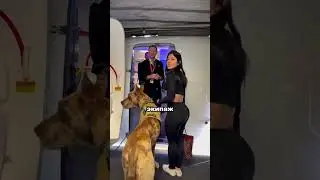 A huge dog on board a plane ✈