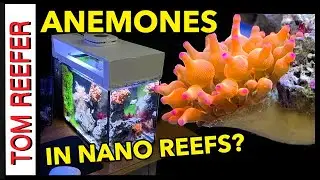 Reef Tank (KEEPING AN ANEMONE IN A NANO REEF TANK) 
