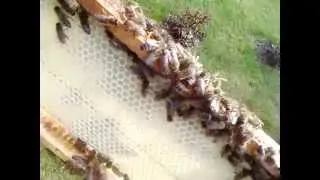 VID 20150502 163526