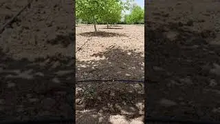 Ceviz bahçesi 3