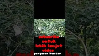 Sungguh melipah mikat dipinggiran‼️ hutan dapat puluhan  burung merbah‼️