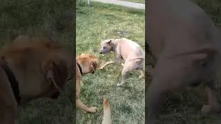 Thai Ridgeback dog  and his friend playing so nicely