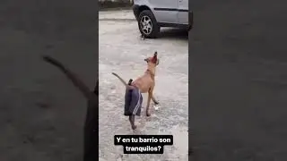 собака 🐶