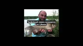 факты о карасе #рыбалка #рр4  #карась