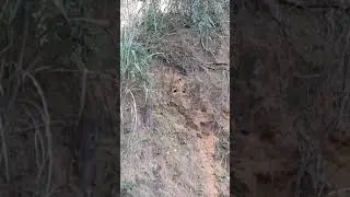 Passarinho entrou no BURACO DE COBRA
