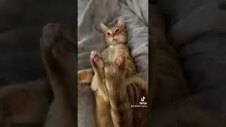 #kittypets #cat #cute #kittys #kitten #catlover #ourcat #kittycat #funny #pets #petlover