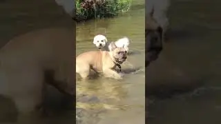 Скучили за зиму купанням у рiчцi!