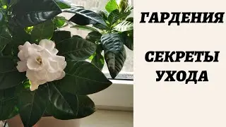 Гардения. Уход в домашних условиях.