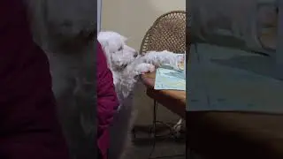Dog Tries to Get Bread from Table - 1525111