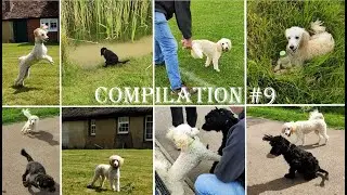 FIDO'S COMPILATION #9 | 6 months old poodle | Life of pet Fido