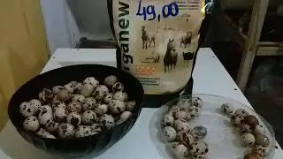 Essa dica É infalível para quem quer começar uma criação de codorna repassando para você na prática