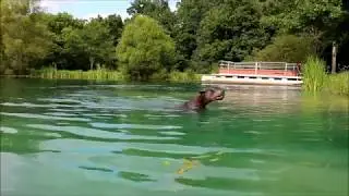 The Gentle Giant can SWIM!!!!