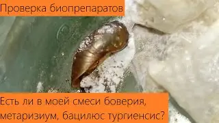 ПОМОГУТ ЛИ БИОПРЕПАРАТЫ ОТ СЛИЗНЕЙ? Проверим на простых улитках