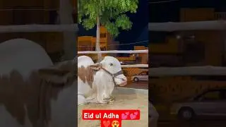 eid ul Adha2024 😍😍#eidulfitrexpecteddate2023 #eiduladha2024date #eiduladha