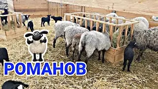 РОМАНОВ КУЙЛАРИ БОКИШ БИЗНЕСИ [ ROMANOV QO'YLARI BOQISH BIZNESI
