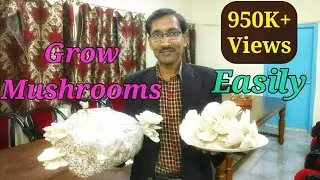 How  To  Grow  Mushrooms Easily at home